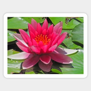 Abbotsbury Water Lily Sticker